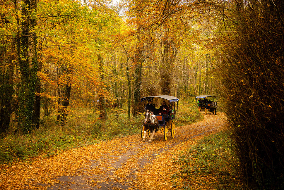 The Europe Hotel & Resort