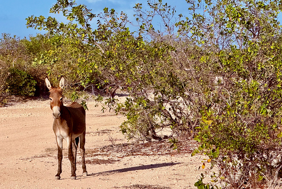 Salterra, a Luxury Collection Resort & Spa