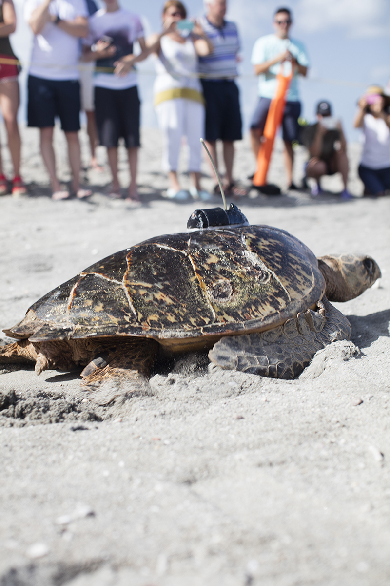 Traveling To Nevis To Help Save Sea Turtles – Forbes Travel Guide Stories