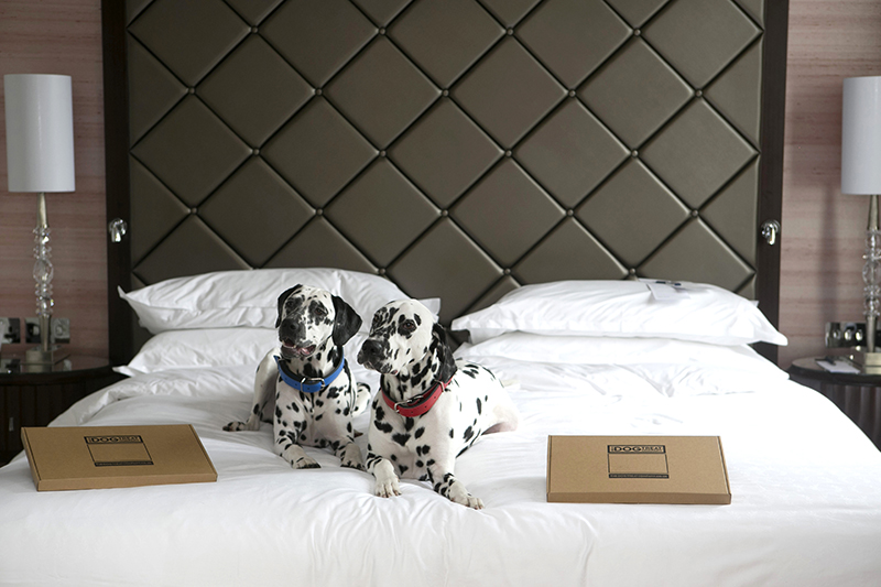 6 DogFriendly Hotels In London Forbes Travel Guide Stories