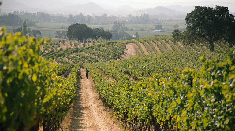 4 Wine Regions To Visit Now – Forbes Travel Guide Stories