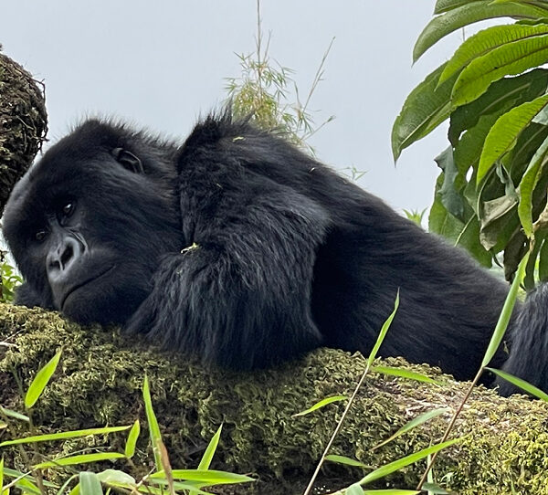 Go On A One-Day Gorilla Trek In Rwanda