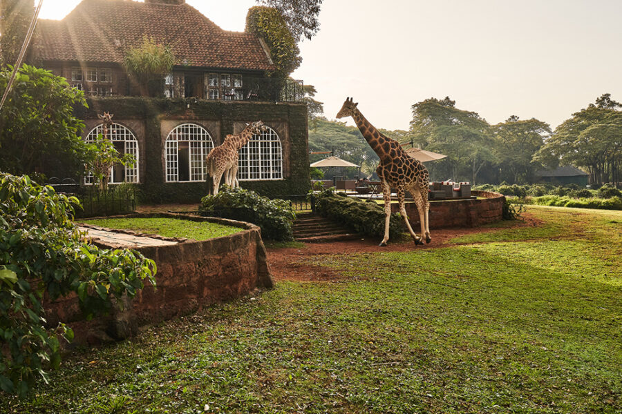 Giraffes strolling the grounds