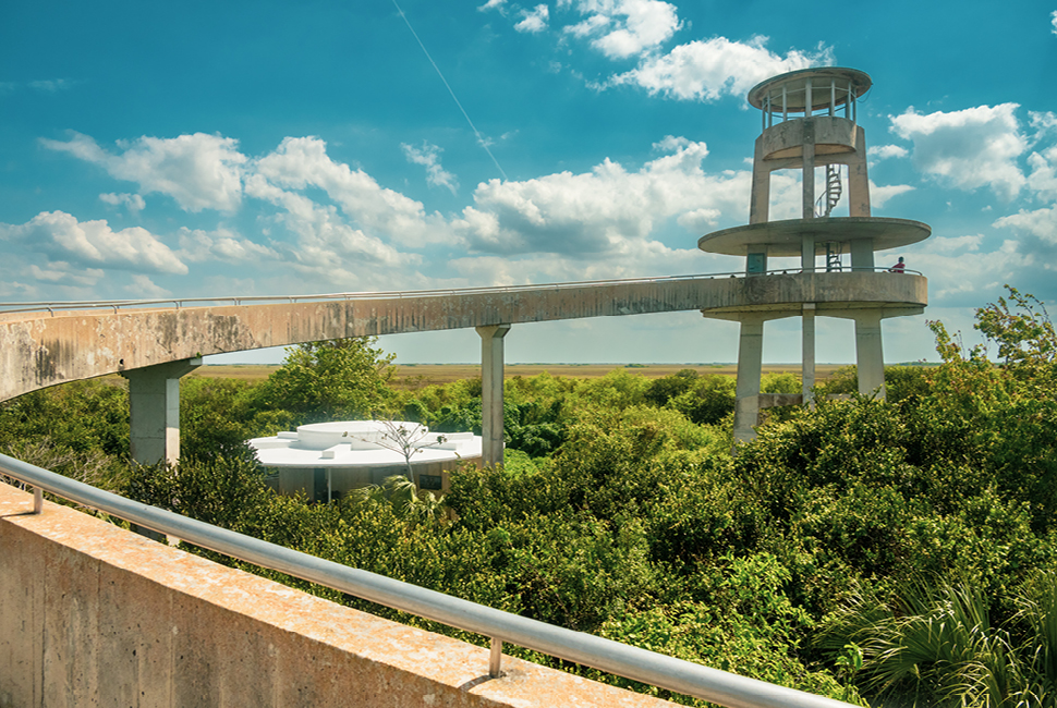 Gander at gators from the Everglades' Shark Valley Observation Tower.