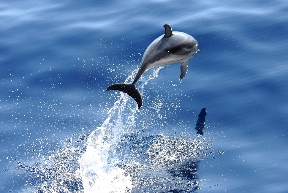 Monaco is a great place for dolphin watching.