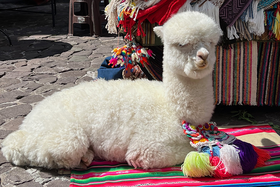Alpaca