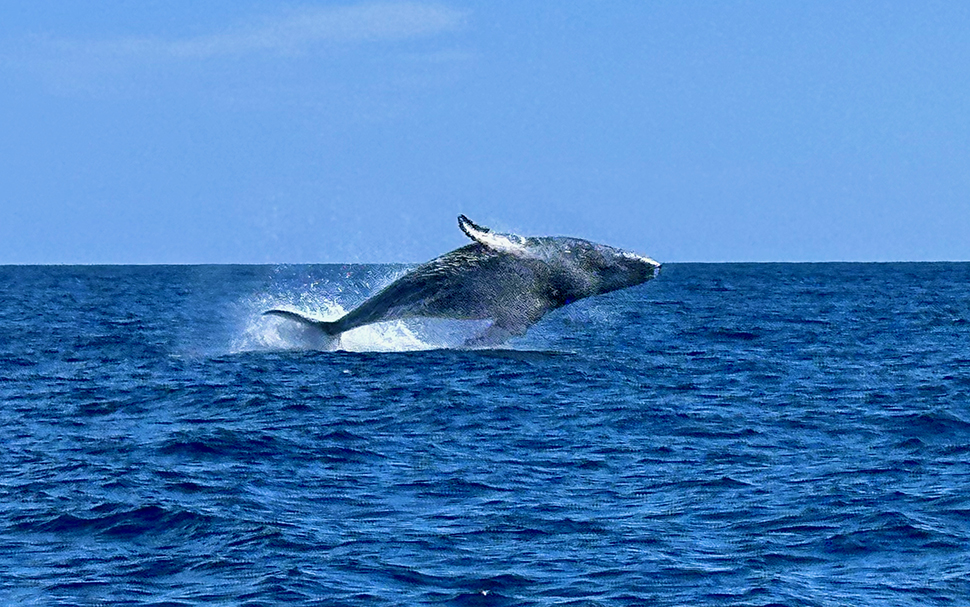 Mexican whale