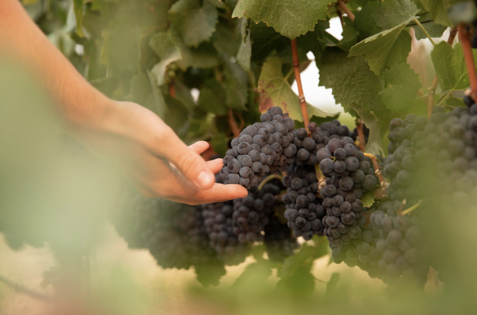 MacRostie Winery & Vineyards