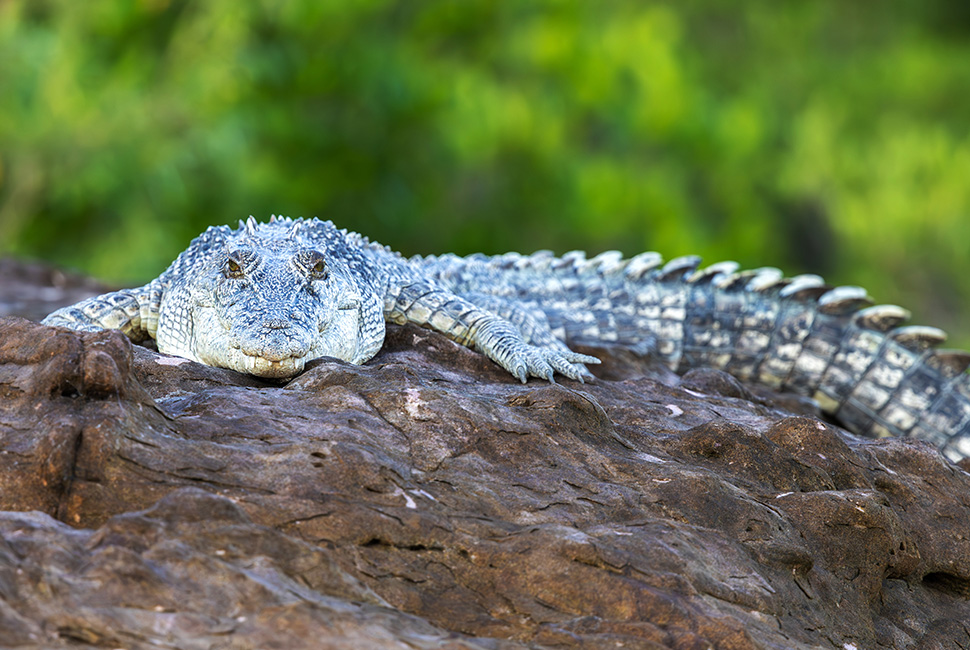 Hunter River Crocodile
